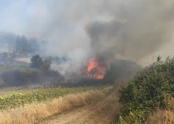 Tekirdağ’da orman yangını