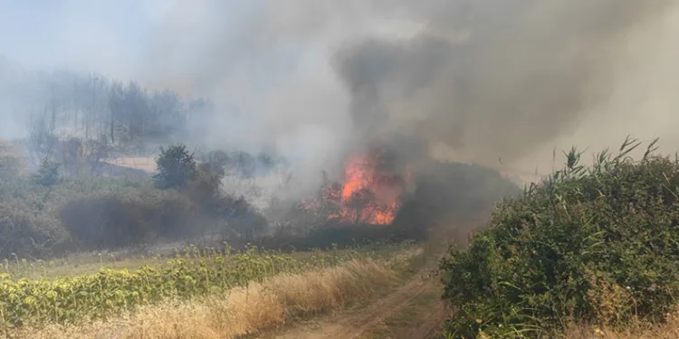 Tekirdağ’da orman yangını