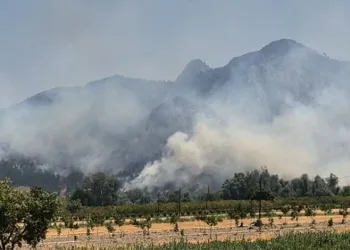 Line TV olay yerinde! Bilecik yangınında son durum
