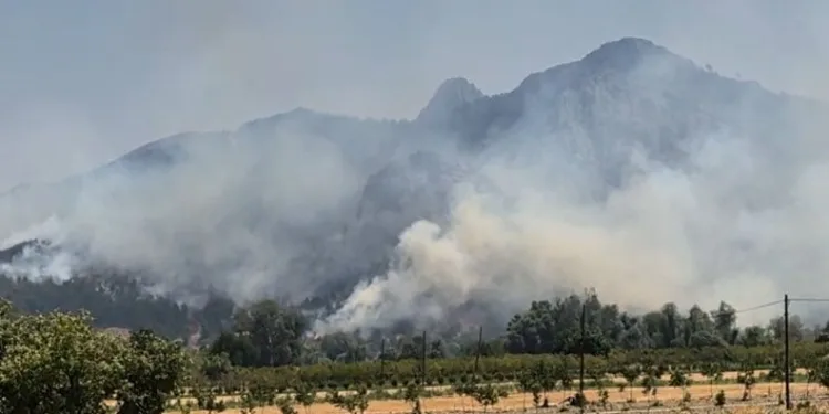 Line TV olay yerinde! Bilecik yangınında son durum