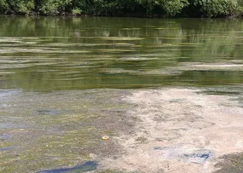 Kars Çayı’nı yosun bastı