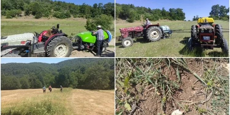 Bursa’da çekirge istilasına karşı erken önlem