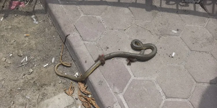 Bursa’da ısırıldığı yılan ile hastaneye geldi