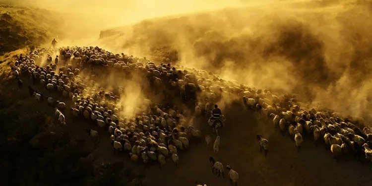 Bitlis’te sürülerin tozlu yolculuğu