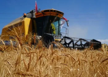 Ekonomik olmayan biçerdöverler hasat yapıyor