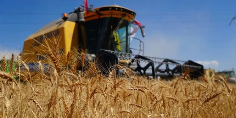 Ekonomik olmayan biçerdöverler hasat yapıyor