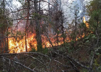 Osmaniye’de çıkan orman yangını söndürüldü
