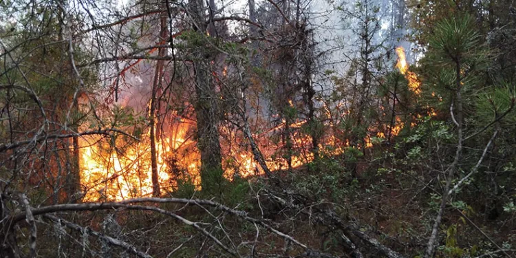 Osmaniye’de çıkan orman yangını söndürüldü