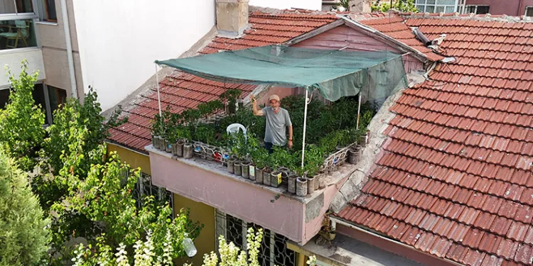 Terasını bahçeye çevirdi