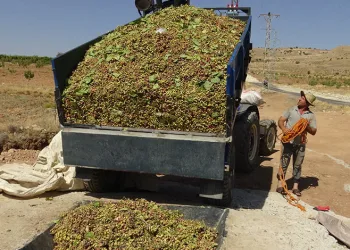 Gercüş’te fıstık hasadı başladı