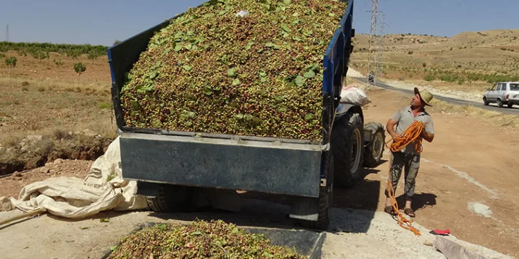 Gercüş’te fıstık hasadı başladı
