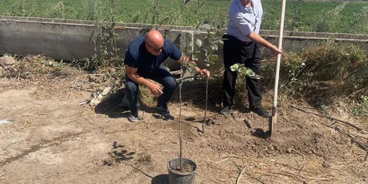 Orman yangınlarında kaybedilen her ağaç yerine 10 fidan
