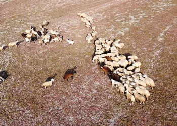 Kuruyan baraj havzasında hayvanlar otlatılıyor