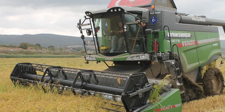 Manyas Ovası’nda çeltik hasadı başladı