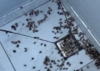 Kahverengi kokarca böceği istilası