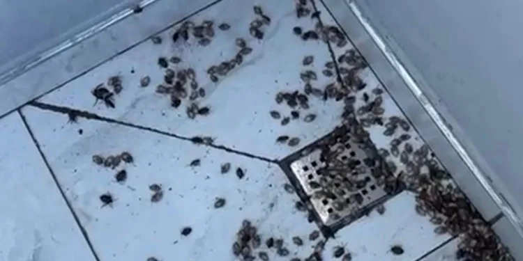 Kahverengi kokarca böceği istilası