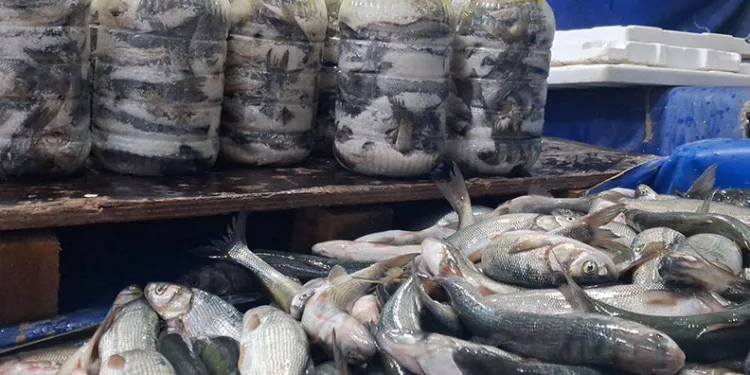 Van’da havaların soğumasıyla inci kefaline ilgi arttı