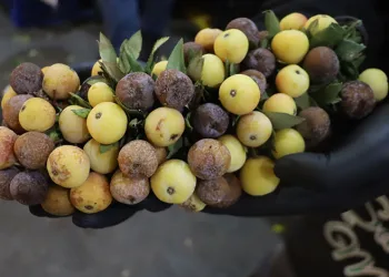 Olgunlaşınca değil çürüyünce tüketiliyor