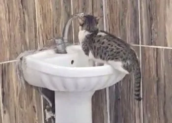 Lavaboya çıkan kedi musluğu açıp su içti