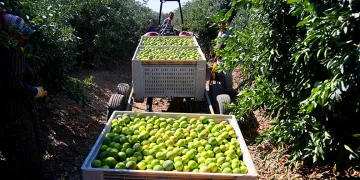 Mandalinada hasat zamanı