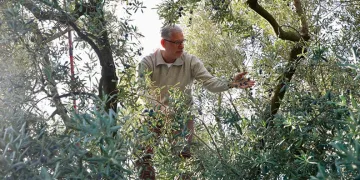 Mudanya’da zeytin hasadı sezonu başladı