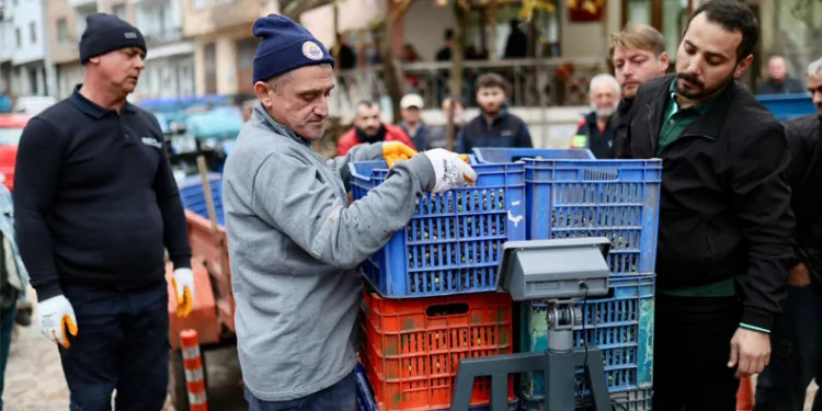 Gemlik Belediyesi ile GemTar’dan Üreticiye Destek Zeytin Alımları Sürüyor