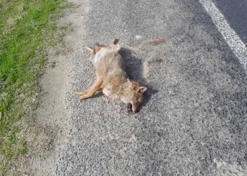 Isparta’da 1 haftalık narkotik operasyonlarında 7 şüpheli tutuklandı