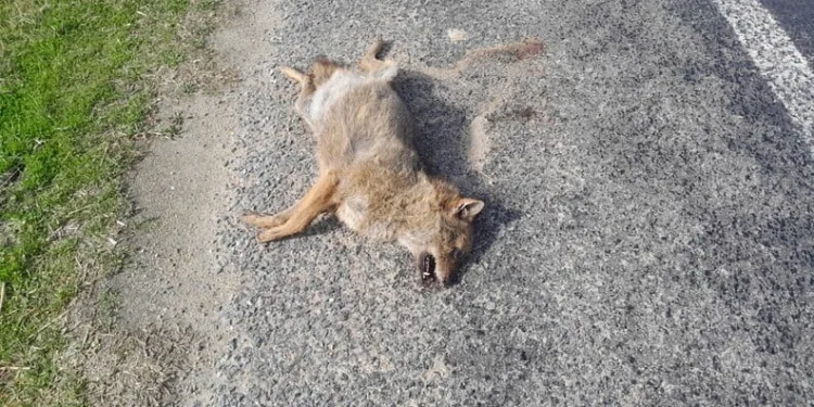 Isparta’da 1 haftalık narkotik operasyonlarında 7 şüpheli tutuklandı