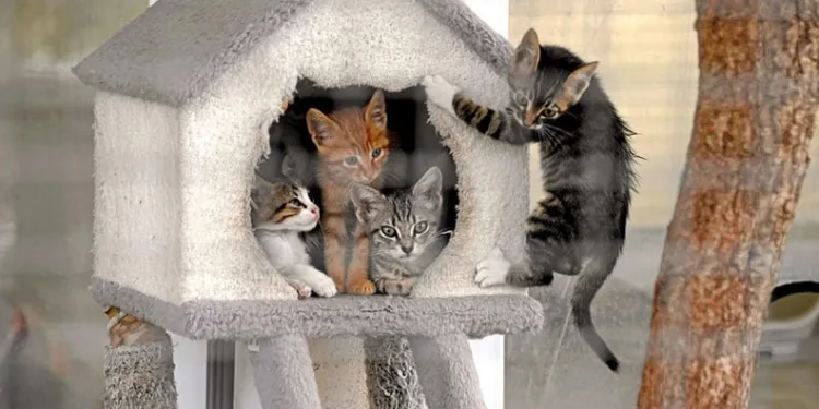 Osmangazi Belediyesi can dostların umudu oluyor