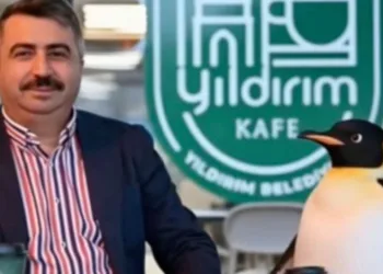 Penguen sürüden ayrılırken belediyeler boş durmadı