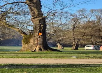 Hatay’da havalandırma boşluğuna düşen köpek kurtarıldı