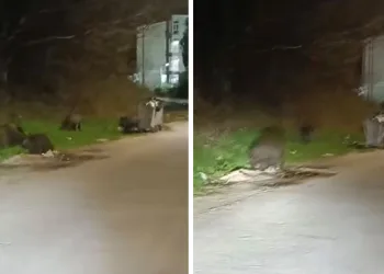 Çocukların üzerine araç sürdü, hiçbir şey olmamış gibi devam etti..