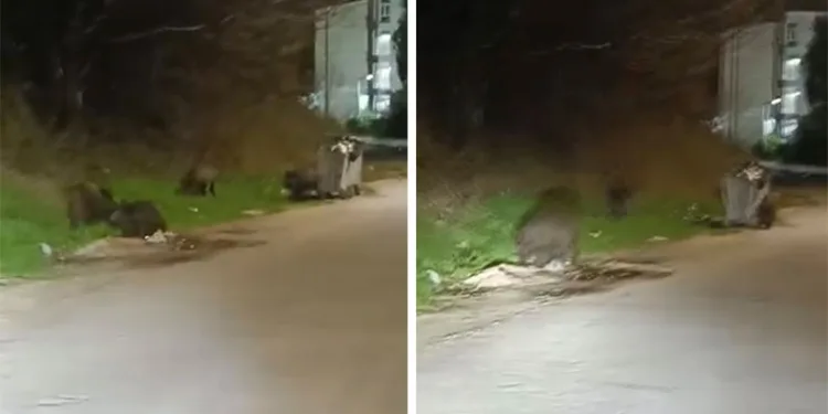 Çocukların üzerine araç sürdü, hiçbir şey olmamış gibi devam etti..