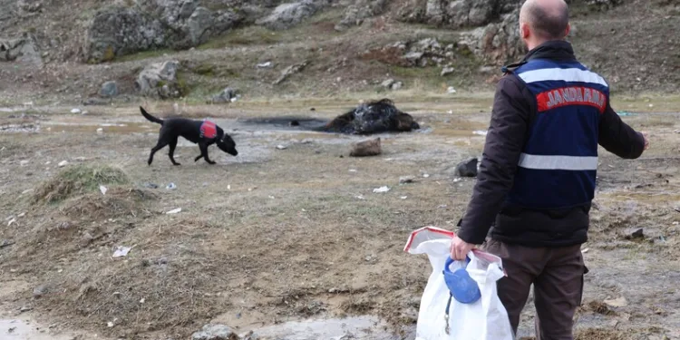 Jandarmanın iz takip köpeği “Salkım” kayıp şahıs için sahada