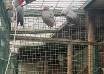 İstanbul Havalimanı’nda 20 adet Afrika gri papağanı ele geçirildi