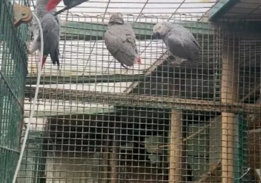 İstanbul Havalimanı’nda 20 adet Afrika gri papağanı ele geçirildi