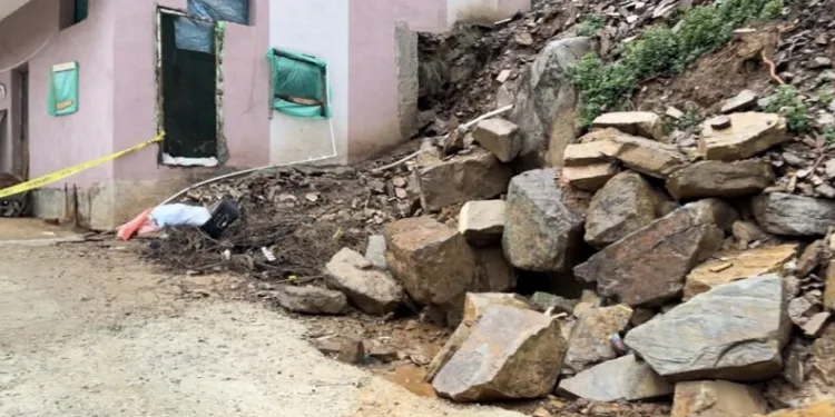 İstanbul Havalimanı’nda 20 adet Afrika gri papağanı ele geçirildi