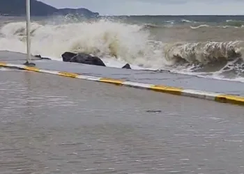 İstanbul Havalimanı’nda 20 adet Afrika gri papağanı ele geçirildi