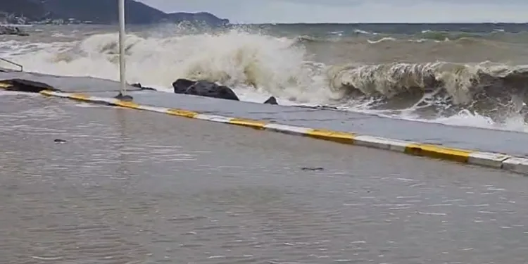 İstanbul Havalimanı’nda 20 adet Afrika gri papağanı ele geçirildi