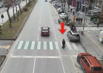 İstanbul Havalimanı’nda 20 adet Afrika gri papağanı ele geçirildi