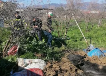 Erzincan’da köprüden atlayan şahıs ağır yaralandı