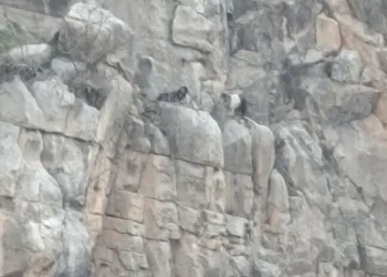 Siirt’te kayalıklarda 4 gündür mahsur kalan 2 keçi kurtarıldı