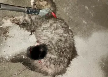 Cizre’deki cinayetin faili tutuklandı