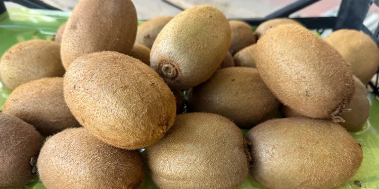 İznik’te yetiştirilen dev kiviler ağırlıklarıyla rekor kırdı