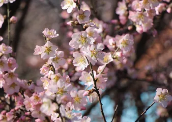 Amasya’da badem ağaçları çiçek açtı