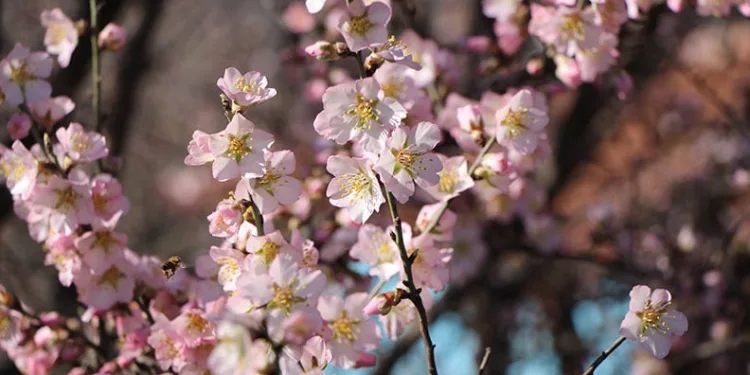 Amasya’da badem ağaçları çiçek açtı