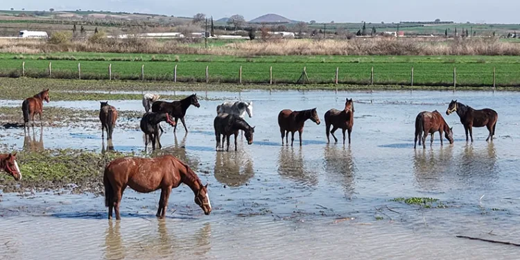 Bursa’da milyonluk yarış atları da su altında kaldı