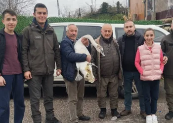 Sahil kenarında bulunan kuğu koruma altına alındı
