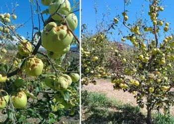 Eğirdir’de pestisit sebebiyle 233 ton elma imha edildi