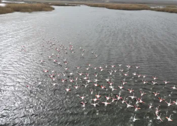 Eber Gölü’ndeki flamingolar görsel şölen sundu